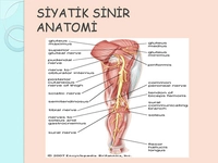 Siyatik Sinir Anatomisi Özellikleri ve Faydaları Nelerdir?
